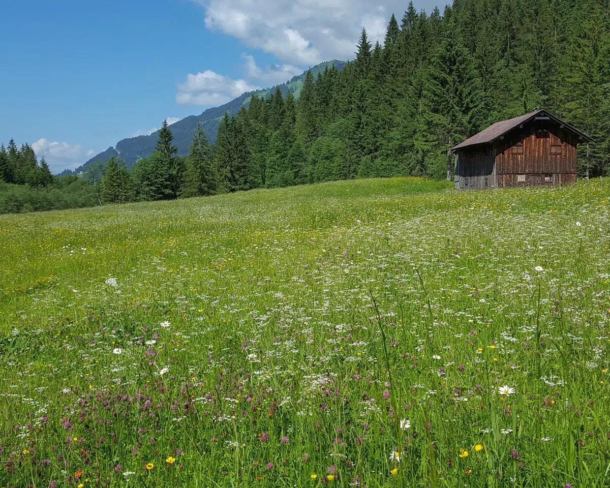 Naturzeithof Hirschegg (Vorarlberg) Eksteriør bilde